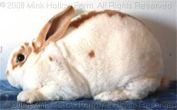 pongo-2008-10-19-022.jpg
