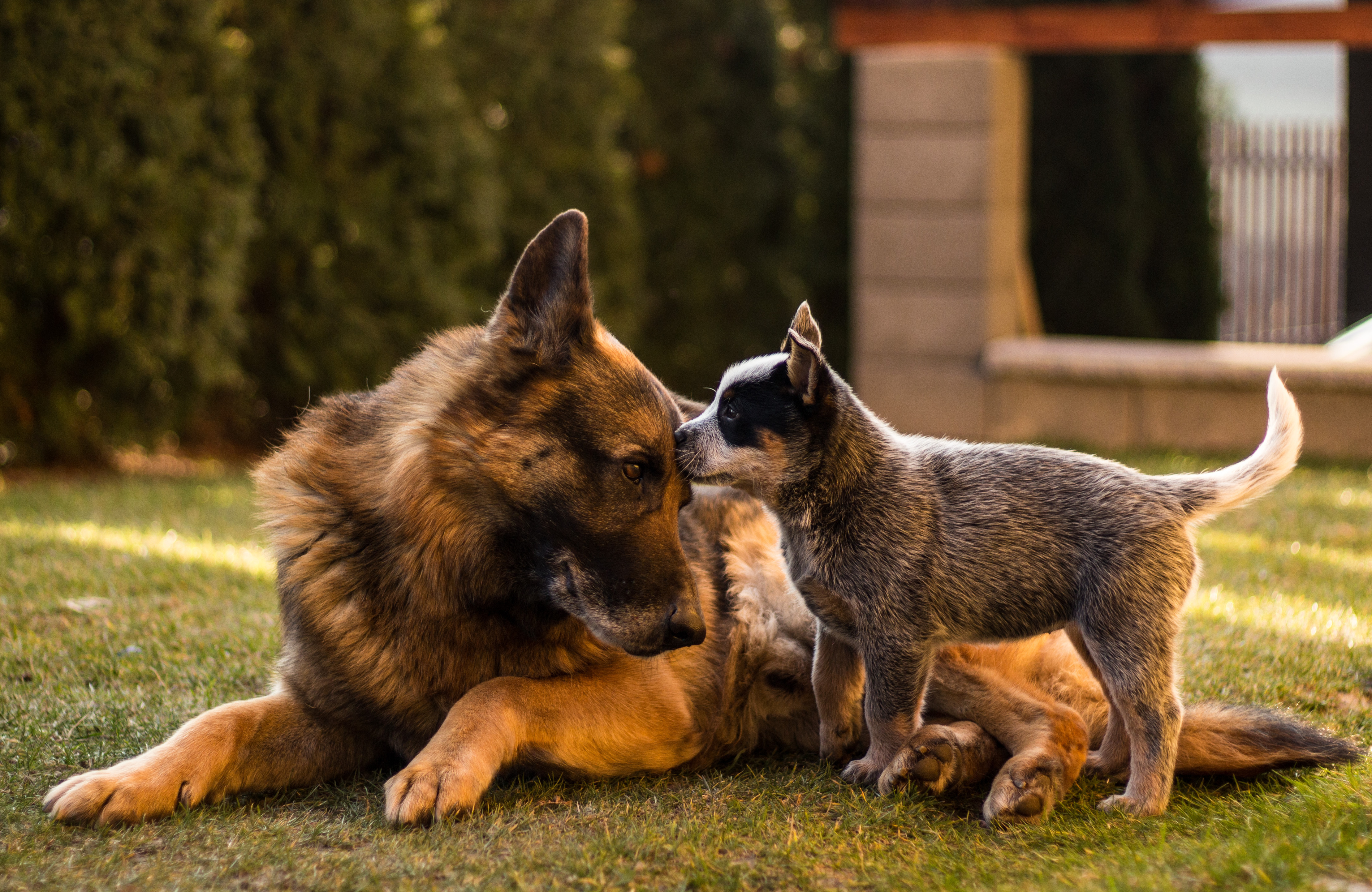 i0.wp.com_www.drjensdogblog.com_wp-content_uploads_2016_12_shutterstock_533782162.jpg i0.wp.com_www.drjensdogblog.com_wp-content_uploads_2016_12_shutterstock_533782162.jpg